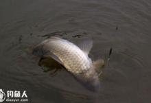 浅谈垂钓鲫鱼和鲤鱼的六个不同点