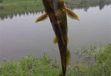 春季雨天手竿钓黄颡鱼技巧（中）