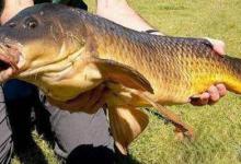 4招应对鲫鱼脱钩问题的办法