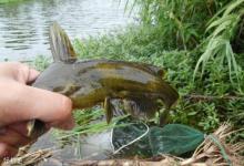 春季雨天手竿钓黄颡鱼技巧（下）