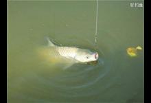 手海竿钓草鱼的咬钩信号和应对方法
