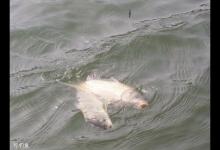 高手经验之不同品种鲫鱼的垂钓方法