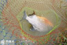 钓友浅谈仲秋钓白鲳鱼的技巧