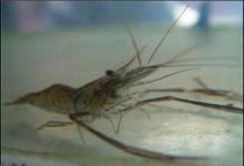 三种传统方法教你钓青虾