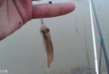 冷水鱼的钓饵钓位选择及钓法