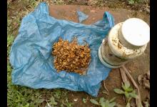 专杀鲤鱼防小杂鱼的臭谷子钓法分享