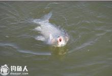 晚秋低温钓鲫鱼的选位用饵技巧