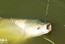 钓草鱼用鲜草优势效果显著