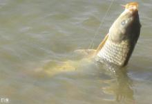 春季钓鲤鱼要趁早的原因和钓法要点