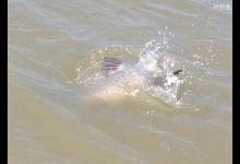 辨识草鱼脱钩跑鱼的四个妙招