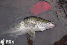 漫谈民间钓鳜鱼的四种方法