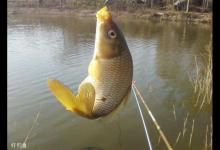 春钓鲤鱼的五个要点（钓具、饵料、时机、钓位、钓法）