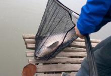 浅谈冬季鱼塘钓青鱼的技巧