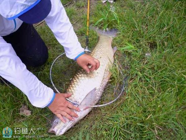 矶竿串钩浮钓草鱼饵料技巧