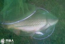 夏钓鲤鱼的选位打窝及遛鱼技巧