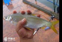 初夏垂钓黄尾鱼的六个技巧