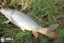 夏季垂钓鲤鱼的四大要点