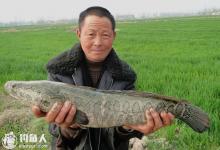 夏钓黑鱼的钓具搭配及钓点选择技巧