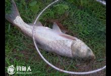 手竿浮钓鲢鳙的遛鱼技巧