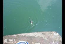 野钓鲢鳙鱼的选点新说（偏、宽、深、静）