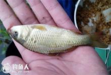 夏季野钓鲫鱼的选时选点与打窝、观漂技巧