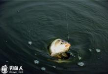 夏钓鲫鱼的四个实用技巧