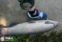 青鱼的生活习性及选点、用饵技巧