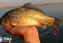 夏天钓鲫鱼的六个钓点选择