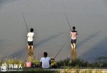 细说夏钓鲤鱼的技巧（习性、用饵、时机）