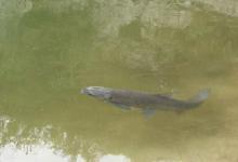 海竿夏钓青鱼的技巧及钓点选择