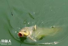 黑冰对野生鲤鱼的垂钓技术探讨