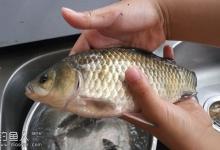 春天游钓鲫鱼技巧（饵料、钓技、钓点）