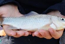 冬季钓鲫鱼的钓位与钓点选择