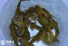 钓友分享钓黄腊丁的四大秘诀