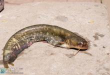 钓鲶鱼用什么饵料以及钓鲶鱼的技巧