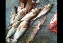竞技混养池钓鲢鳙的技巧