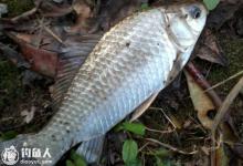 钓鲫鱼的八个实用技巧