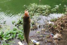 生口小鲫鱼的冬季垂钓技巧