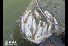 黄尾鱼的索饵方式与钓法之浅见