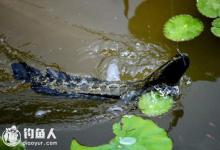 夏秋季节手竿钓黑鱼的四个技巧