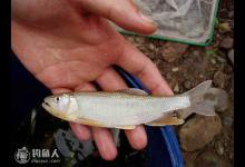 春秋三季浮钓马口鱼的三种方法