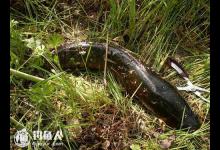 根据藏身地点寻找黑鱼的最佳钓点