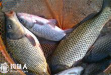 春末夏初水库钓鲤鱼的5个实用技巧