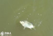 夏钓鲫鱼的用饵打窝技巧