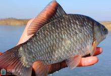 高手分享钓大鲫鱼的八字诀