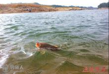 矶竿野钓鲤鱼的心得体会