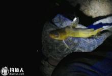 夏天夜钓黄颡鱼的选位技巧及注意事项