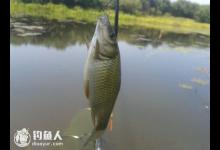 春天钓鲫鱼需要注意的六个要点