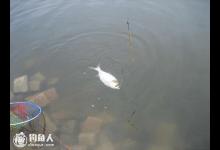 垂钓经验谈之钓鲢鳙的遛鱼三招式