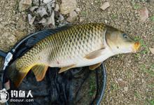 滑口鲤鱼难钓的原因和应对技巧